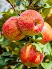 Honeycrisp Apple 10 Seeds – Fresh Non-GMO Seeds for Planting – Malus domestica picture