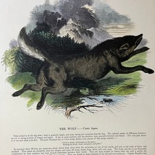 1843 The Wolf Tinted Engraving Society Promoting Christian Knowledge 11x15 V3 picture