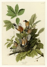 American Robin Vintage Audubon Birds of America Wall Art Reprint picture