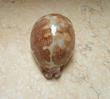 F Cypraea rosea mappa singularis great pattern natural glossy 71.2 mm F++++F+++ picture