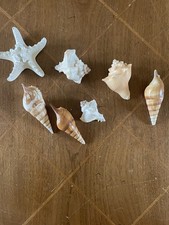 Sea Shells Lot Various Sizes Vintage Estate Collection With Sea Star picture
