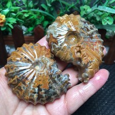 199g  2pcs  natural crystal Stone sculptor decoration  Specimen  fb1977 picture