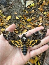 Acherontia Lachesis Death's Head Hawk Moth A1 Spread Wings Dried Specimen picture
