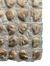Genuine Polished Ammonite Fossil Jewelry Slab 20pc Madagascar Coordinated Set picture
