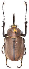 INSECT - Dynastinae - Golofa bifidus picture
