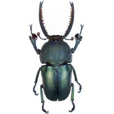 Lamprima adolphinae BLUE FORM MALE stag beetle UNMOUNTED/PACKAGED picture
