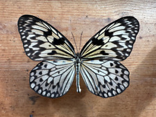Giant Wood Nymph butterfly 'Idea leuconoe' picture