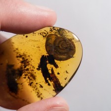 HUGE SNAIL in Burmese / Burmite amber fossil / 100% genuine amber picture