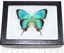 Evenus regalis blue red hairstreak butterfly recto Peru FRAMED picture