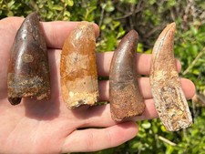 Large Carcharodontosaurus Dinosaur Teeth Fossils LOT Morocco Theropod  Restored picture