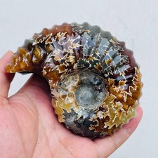 533g TOP Rare Natural Ammonite Conch Jasper Mineral Specimen Healing picture