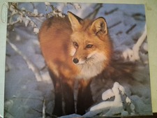 Vtg Wildlife Lithograph 20x16 Red Snow Fox 1980 Richard Wm King RW20 Read Look picture