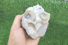 Authentic Olcostephanus Ammonite Fossil Early Cretaceous Marine Shell Fossil on  picture