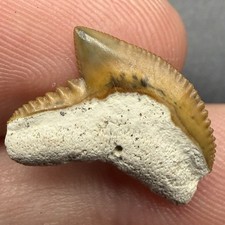 Colorful Tiger Shark Tooth 0.65” Bone Valley Florida Fossil picture