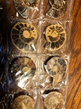 MATCHED PAIR Ammonite Fossil Specimen Healing touch-BULK DISCOUNT picture