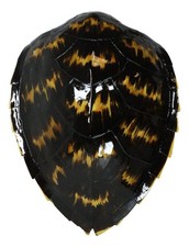 Large Nautical Marine Black Tone Faux Hawksbill Turtle Shell Replica Wall Decor picture