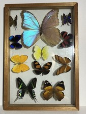 Vintage Butterfly Moth Taxidermy Specimen Morpho Butterflies Wood Case 11pc picture