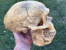 Neanderthal Skull Replica - Homo Neanderthalensis High Precision Prop 1:1, 8.5” picture