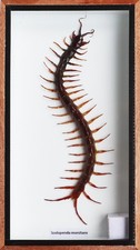 Real centipede Insect Taxidermy In Wooden Box Display Box Size 9X6 Inches picture