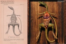 REBOR Compsognathus Dissection Specimen Limited Dinosaur Statue New In Stock picture