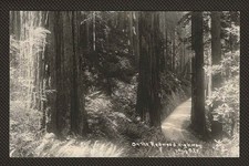 RPPC Scenic California Redwood Highway Real Photo Postcard, Patterson Photo picture