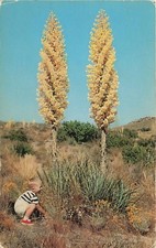 Postcard CA: California Yucca in Bloom, Southern California picture