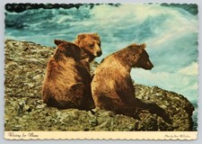 Vintage Alaskan Brown Bear Cubs Waiting for Mom River AK 4x6 MINT Postcard UNP picture