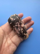 83mm |  Conus striatus | BLACK PINK color picture