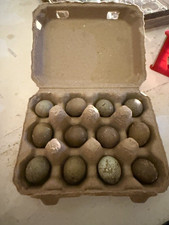 15- Button Quail Hatching Eggs – Fresh Fertile Eggs – NPIP Certified picture