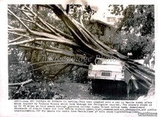 1964 Manila Tree Crash Car Typhoon Winnie Philippine Wirephoto Vintage 6x8 picture