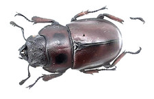 Lucanidae, Homoderus gladiator, female, Kenya, Aa-, 30 mm, #LM174 picture