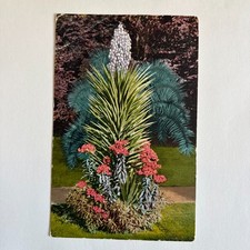 1915 Postcard Yucca Plant Century Plant In Bloom Edward H Mitchell Hollywood CA picture