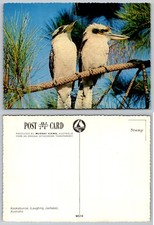 Vintage Kookaburras Australia Postcard Murray Views Ektachrome W514 picture