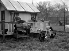 Young children with cats Circa 1925 Old Photo picture