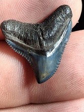 Drop Dead Beautiful  Bone Valley Bull Sharks Tooth GEM picture
