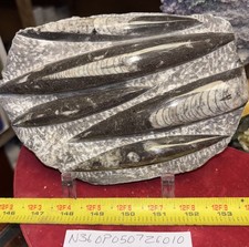 ❤️ Nice Orthoceras Plate 8” X 5” Polished Devonian Fossils 1 Pound 15 Ounces picture