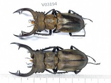 V03194. InsectsUnmounted insects: Lucanidae: Lucanus Nobilis sp. North Vietnam picture
