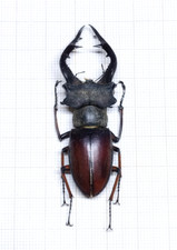 Lucanus gradivus - NORTH VIETNAM - A1 Perfect Male 58.5mm from Mù Căng Chải .. picture