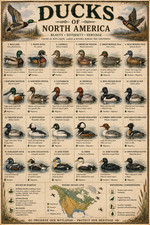 Ducks of North America Poster 13x19 – Vintage Duck Species Identification Chart picture