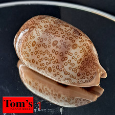 Cypraea argus f. arestorides #1 69.0mm EXQUISITE BEAUTY from Madagascar picture