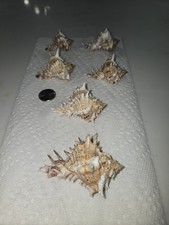 Six (6) Giant Eastern Murex Hexaplex fulvescens Shells picture