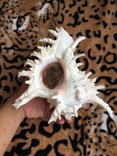 21cm | Chicoreus ramosus with Operculum | BIG size | Nice Vietnam Seashell picture