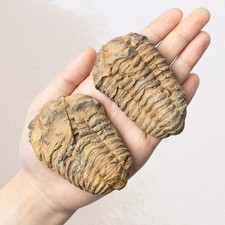 Trilobite Fossil Natural Ancient Specimen Prehistoric Marine Collector Gift picture