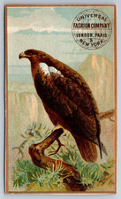 1890s Victorian Trade Card NY Essex County Sewing Machine Hawk Bird ~4818 picture