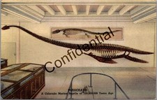 Prehistoric Dinosaur Plesiosaur Denver Colorado Aquatic Dino Linen Postcard O177 picture