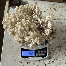 Vintage Natural Large White Coral Tree Specimen 10” By 9” 1.4 Kg picture