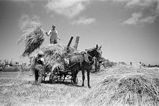 Farmers working on the island of Sark Channel Islands July 1947 Old Photo picture