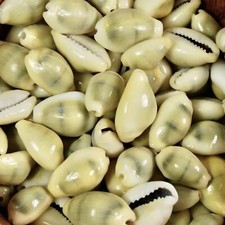 25-30pcs Money Cowrie Shells, 1 Ounce Cypraea moneta Cowries picture