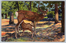c1940s Deer Fawn Grand Canyon Arizona Postcard picture