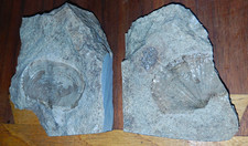 Pair of Bivalve Fossil Rock Matrix Specimens, 2-Piece Set in Matrix Rock picture